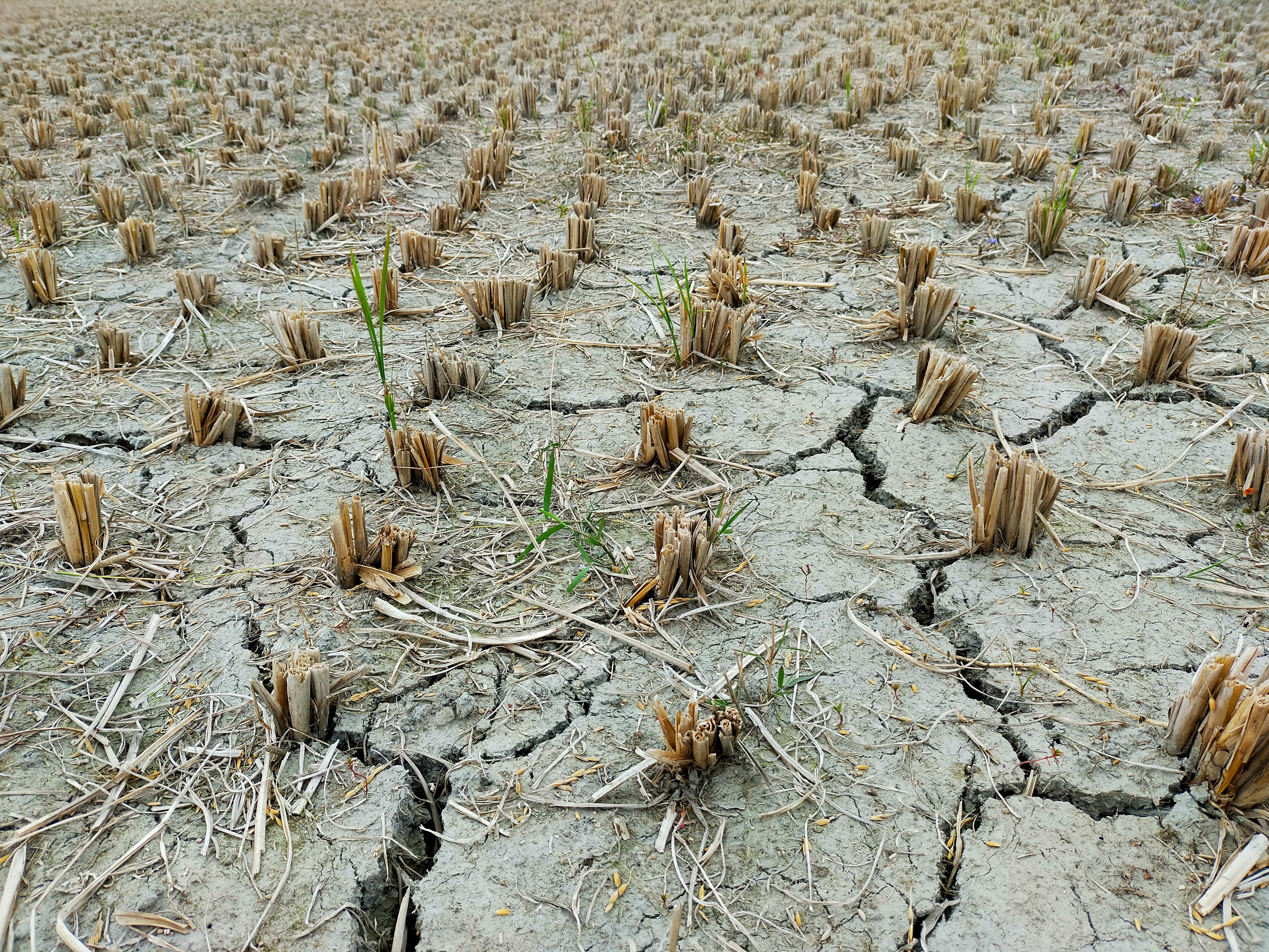 USDA Designates Blackford County a Drought Disaster Area; Emergency Loan Deadline Is August 31